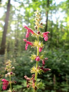 Wald-Ziest (Stachys sylvatica) in der Schwetzinger Hardt