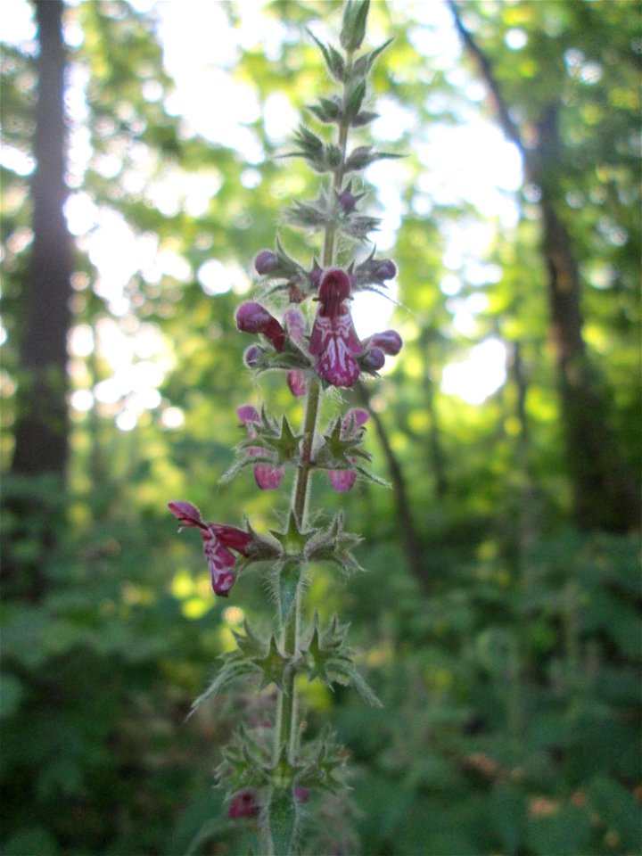 Wald-Ziest (Stachys sylvatica) im Naturschutzgebiet „Hochholz-Kapellenbruch“