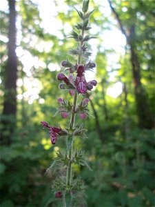 Wald-Ziest (Stachys sylvatica) im Naturschutzgebiet „Hochholz-Kapellenbruch“