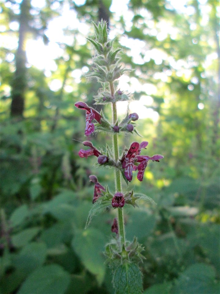 Wald-Ziest (Stachys sylvatica) im Naturschutzgebiet „Hochholz-Kapellenbruch“