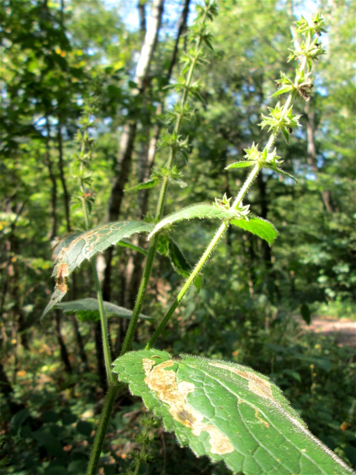Wald-Ziest (Stachys sylvatica) in einem Waldstück oberhalb von Güdingen