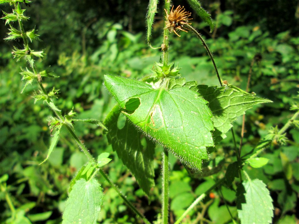 Wald-Ziest (Stachys sylvatica) in einem Waldstück oberhalb von Güdingen