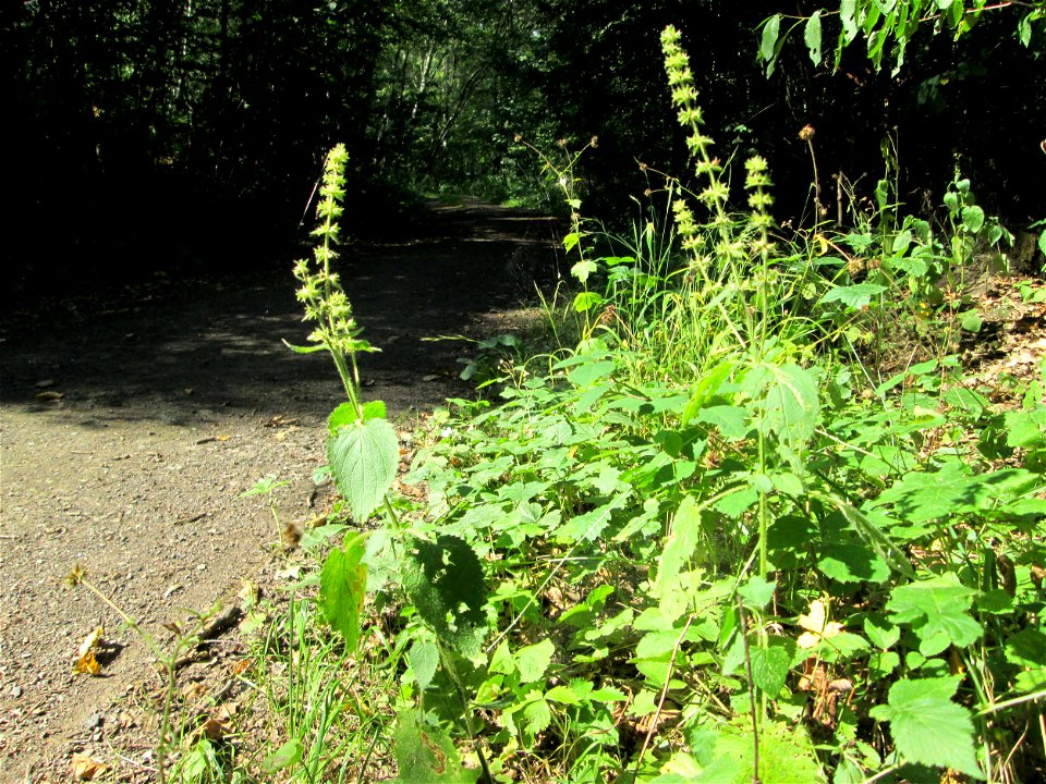 Wald-Ziest (Stachys sylvatica) in einem Waldstück oberhalb von Güdingen