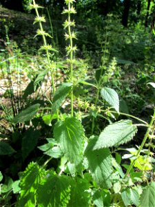 Wald-Ziest (Stachys sylvatica) im Wald bei Ensheim