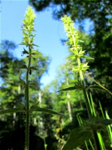 Wald-Ziest (Stachys sylvatica) im Wald bei Ensheim