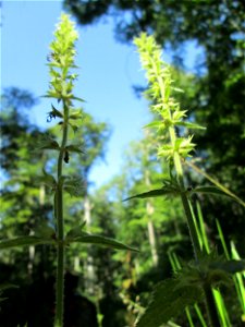 Wald-Ziest (Stachys sylvatica) im Wald bei Ensheim photo