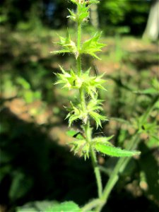 Wald-Ziest (Stachys sylvatica) im Wald bei Ensheim photo