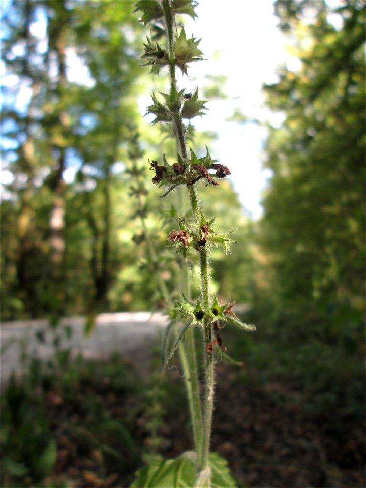 Wald-Ziest (Stachys sylvatica) im Wald bei Bübingen