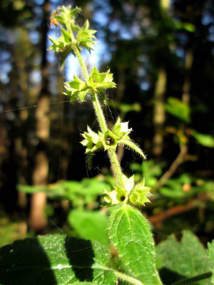Wald-Ziest (Stachys sylvatica) im Stiftswald Sankt Arnual