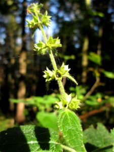 Wald-Ziest (Stachys sylvatica) im Stiftswald Sankt Arnual
