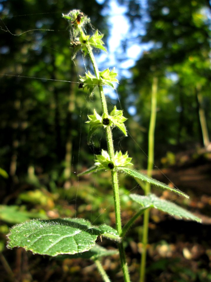 Wald-Ziest (Stachys sylvatica) im Stiftswald Sankt Arnual