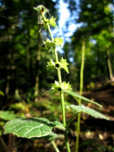 Wald-Ziest (Stachys sylvatica) im Stiftswald Sankt Arnual