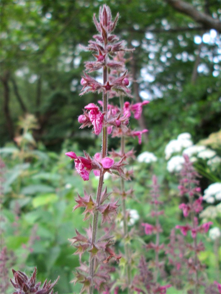 Wald-Ziest (Stachys sylvatica) am saarbach in Brebach