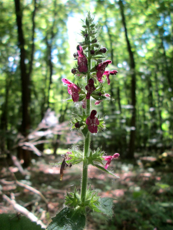 Wald-Ziest (Stachys sylvatica) im Landschaftsschutzgebiet „Wisch- und Wogbachtal“ oberhalb von Fechingen