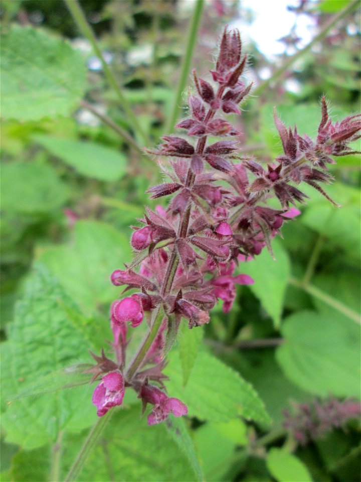 Wald-Ziest (Stachys sylvatica) am Saarbach in Brebach