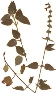 Stachys sylvatica var tomentosa, eigener Herbarbeleg von 1986, Unterfranken