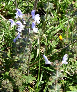 Salvia verbenaca in the wild, Castelltallat, Catalonia