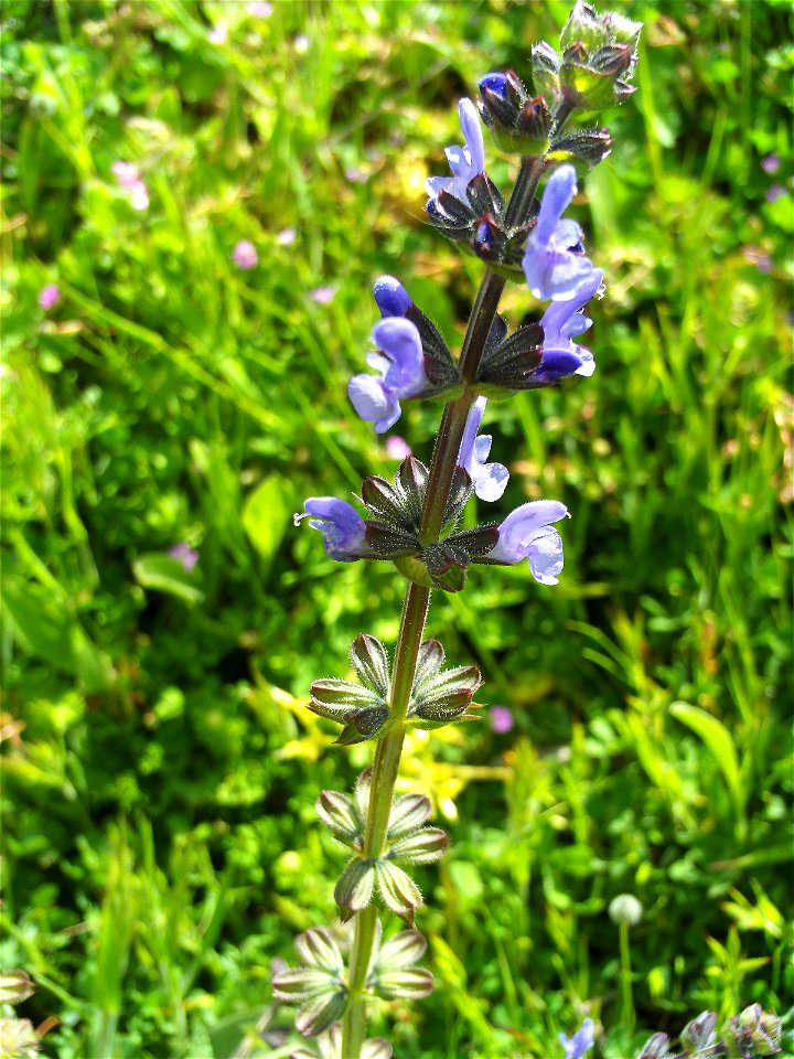 Salvia verbenaca flowers Campo de Calatrava, Spain