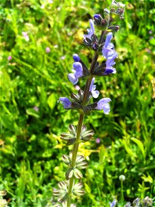 Salvia verbenaca flowers Campo de Calatrava, Spain