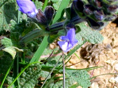 Salvia verbenaca flowers closeup, Dehesa Boyal de Puertollano, Spain photo