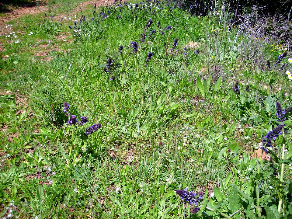 Salvia verbenaca habitat, Sierra Madrona, Spain.