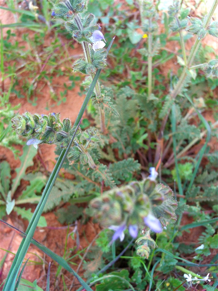 Salvia verbenaca flowers closeup, Dehesa Boyal de Puertollano, Spain