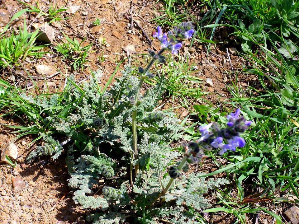 Salvia verbenaca habit, Dehesa Boyal de Puertollano, Spain
