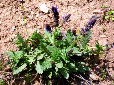 Salvia verbenaca habit, Sierra Madrona, Spain.