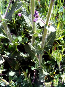 Salvia verbenaca stem and leaves Campo de Calatrava, Spain
