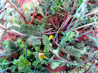 Salvia verbenaca stems and leaves, Dehesa Boyal de Puertollano, Spain