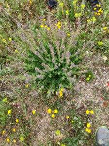 Tàrrec Comú (Salvia Verbenaca). Presa a Montblanc (Conca de Barberà-Catalunya). A 550 m. d'alçada