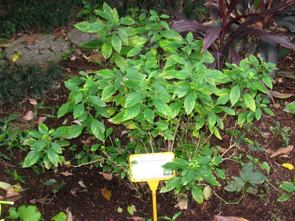 Rhinacanthus nasutus. Plant specimen in the Hong Kong Zoological and Botanical Gardens, Hong Kong.