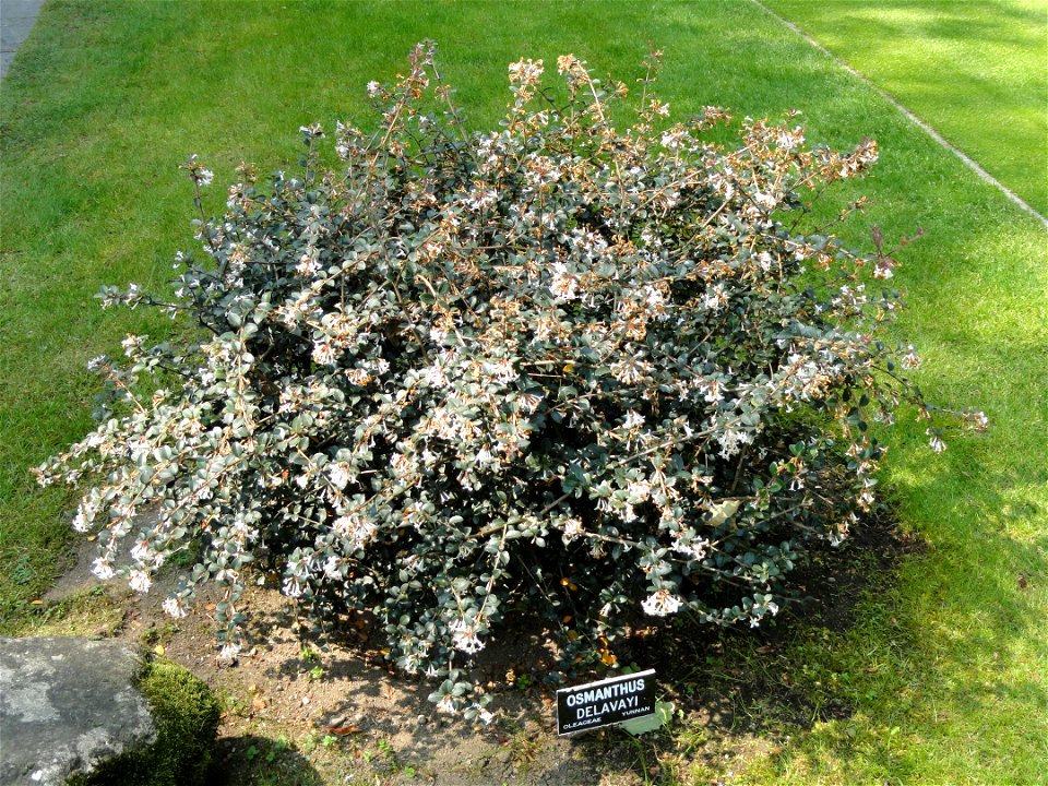 Osmanthus delavayi. Botanical specimen on the grounds of the Villa Taranto (Verbania), Lake Maggiore, Italy.