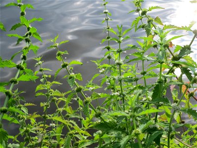 Ufer-Wolfstrapp (Lycopus europaeus) an der Saar in Saarbrücken