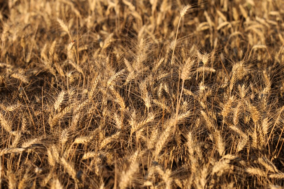 Field rural food