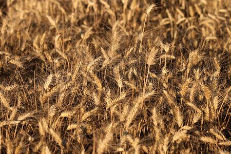 Field rural food