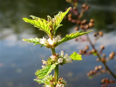 Ufer-Wolfstrapp (Lycopus europaeus) an der Saar in Saarbrücken