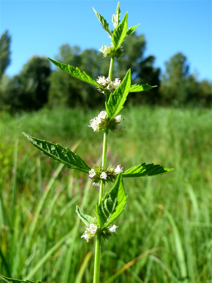 Ufer-Wolfstrapp (Lycopus europaeus) im Naturschutzgebiet "St. Arnualer Wiesen"
