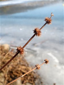 Mumienbotanik: Ufer-Wolfstrapp (Lycopus europaeus) am Osthafen Saarbrücken