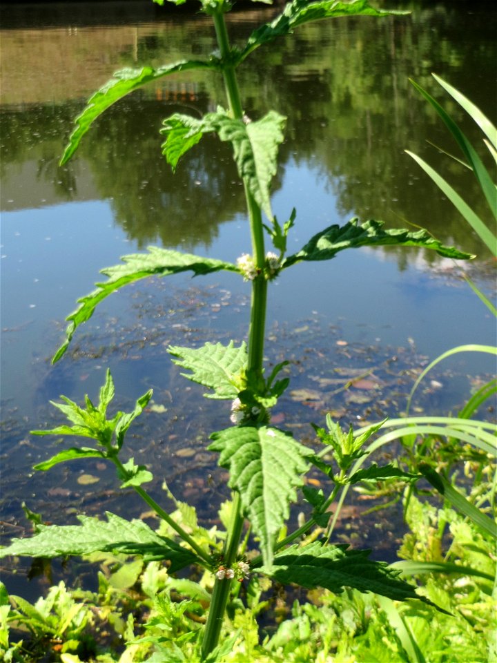 Ufer-Wolfstrapp (Lycopus europaeus) an der Saaraue Güdingen