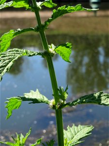Ufer-Wolfstrapp (Lycopus europaeus) an der Saaraue Güdingen