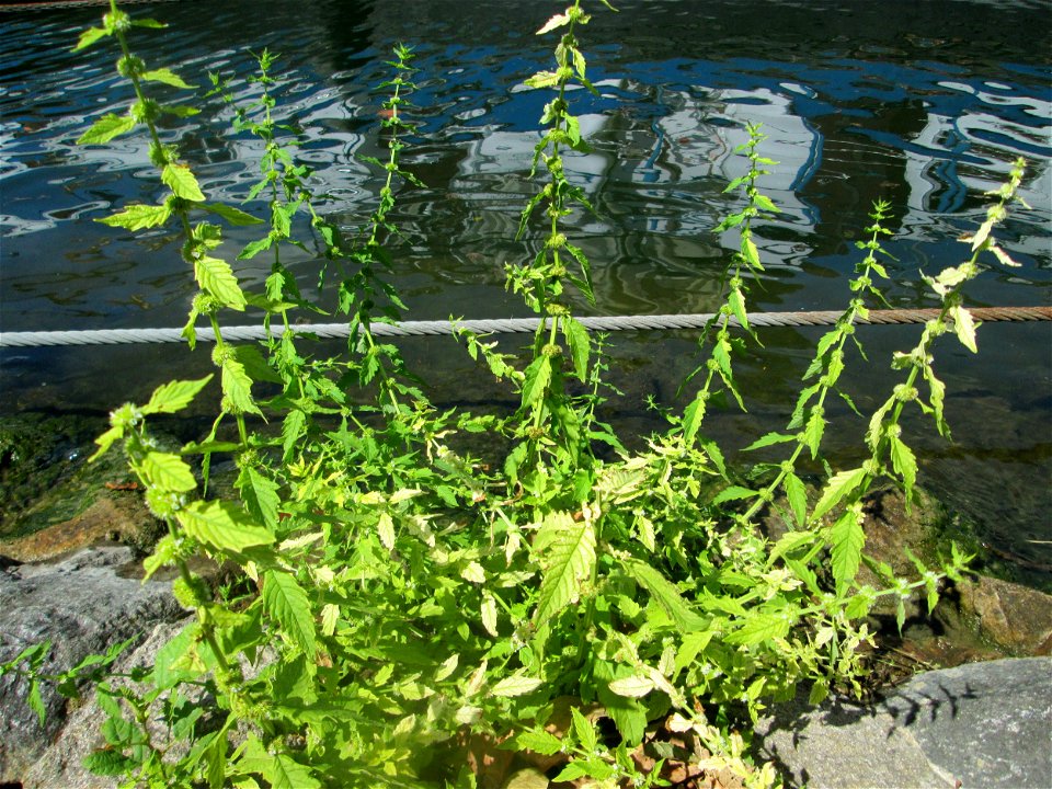 Ufer-Wolfstrapp (Lycopus europaeus) am Neckarufer in Heidelberg