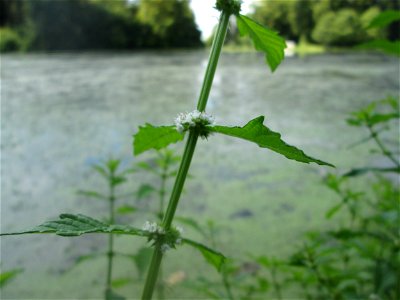Ufer-Wolfstrapp (Lycopus europaeus) am Großen Weiher im Schwetzinger Schlossgarten