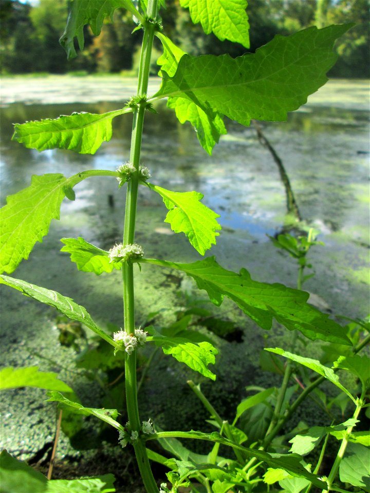 Ufer-Wolfstrapp (Lycopus europaeus) am Großen Weiher im Schwetzinger Schlossgarten
