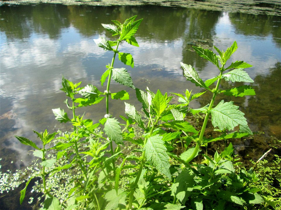 Ufer-Wolfstrapp (Lycopus europaeus) am Großen Weiher im Schwetzinger Schlossgarten