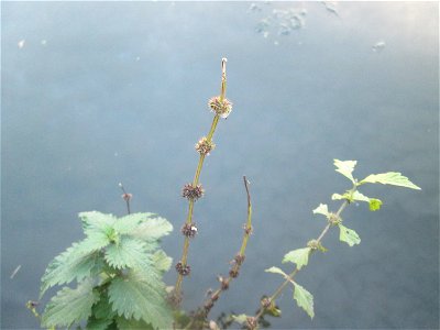 Fruchtstand vom Ufer-Wolfstrapp (Lycopus europaeus) am Großen Weiher im Schwetzinger Schlossgarten