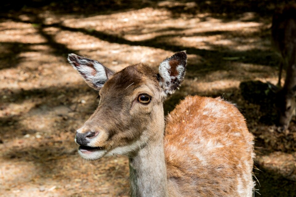 Mammal animal world wild animal