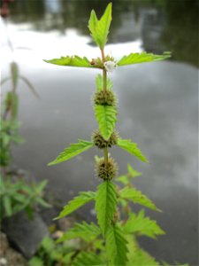 Ufer-Wolfstrapp (Lycopus europaeus) an der Saar in Saarbrücken