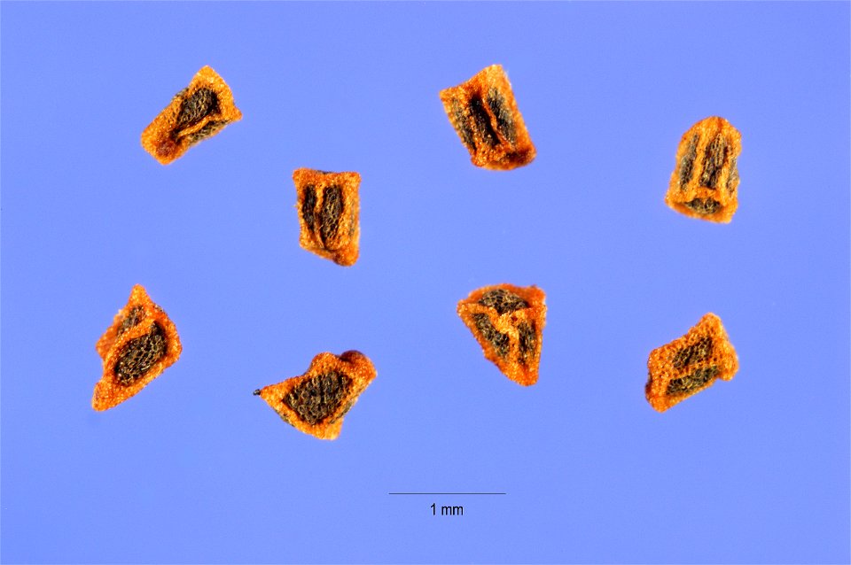 Penstemon digitalis seeds