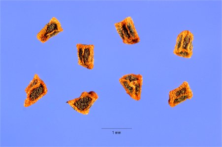 Penstemon digitalis seeds